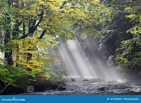 Warm Autumn Or Summer Scenery In A Forest With The Sun Casting