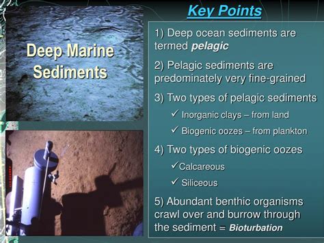 Phytoplankton (diatoms) and zooplankton (radiolaria). PPT - Marine Sediments Origin, Composition, and Distribution PowerPoint Presentation - ID:4530318