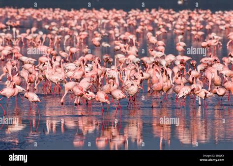 Flamboyance Of Lesser Flamingos Phoenicopterus Minor Nakuru National