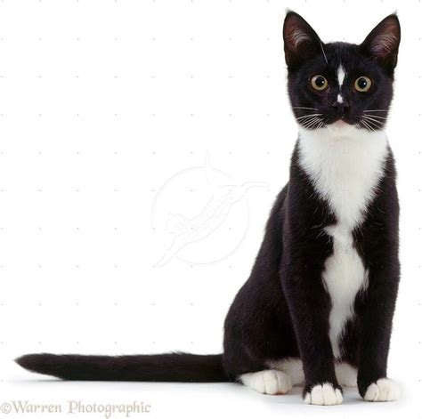 Black And White Cats Breeds