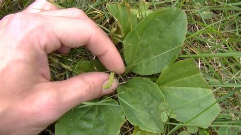 Wild Plantain Identification And Uses Published On Nov 11