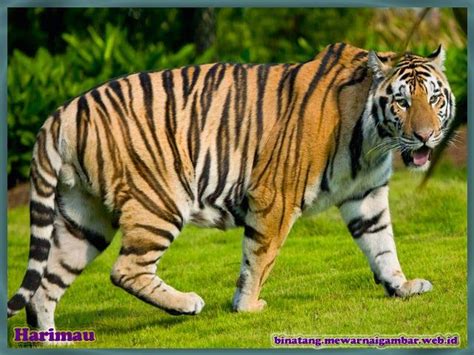 Nama Binatang Dari Huruf H | Nama, Gambar Binatang | Tiger photography, Tiger wallpaper, Tiger