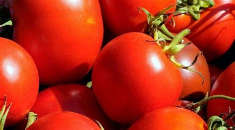 Why Are Tomato Skins Tough How To Avoid It Simplify Gardening