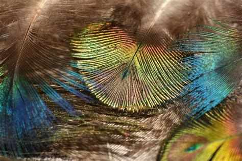 Peacock Feather Pattern Macro Peacock Feathers Closeup Bright Colors