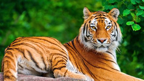 Animal Tiger Hd Wallpaper Riset
