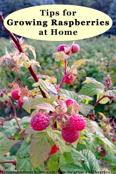 How To Grow Raspberries Planting Care And Harvest Growing