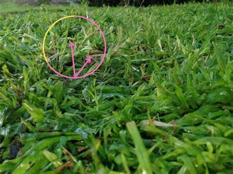 Brown Spots On Buffalo Grass Lawn Model