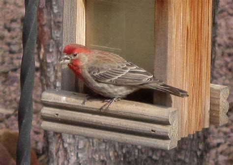 No eyed pete's guide parrot in the ninjago tv show. Red Head | I spied this bird out my kitchen window. As ...