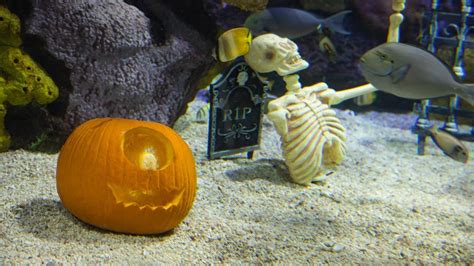 Underwater Pumpkin Carving From Rainbow Reef Youtube