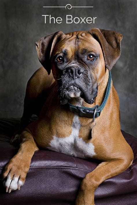The Boxer Boxer Dog Names Boxer Dogs Boxer Dog Breed