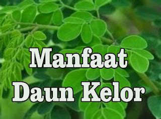 Di indonesia, daun kelor telah dipercaya sebagai penunjang kesehatan. Segala Manfaat Daun Kelor untuk Kesehatan ASI, Mata ...