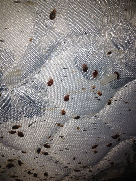Do Bed Bugs Only Come Out At Night Larablog
