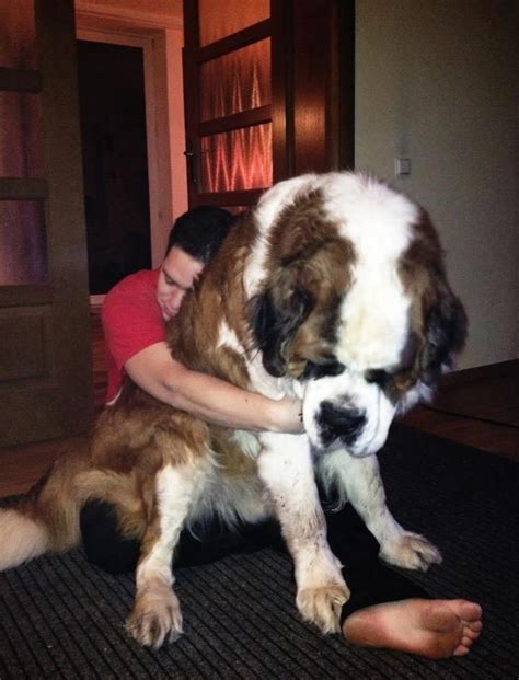 Huge Dogs You Cant Fit In Your Apartment Lap Dogs Huge Dogs Giant Dogs