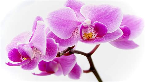 Flower Wallpapers Purple Orchid Flowers Wallpaper 3753