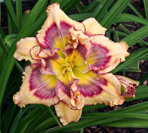 Daylily Hemerocallis Tricolor In The Daylilies Database