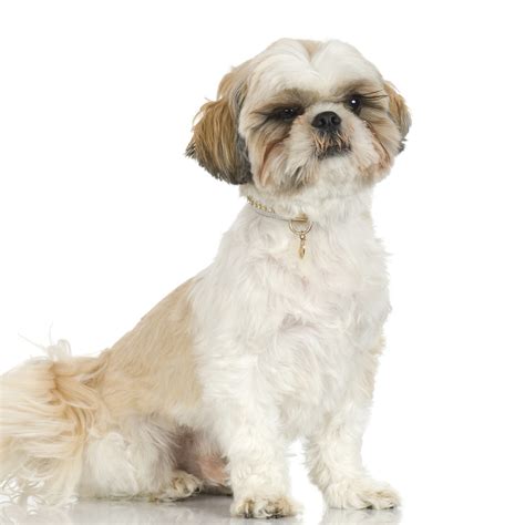 Collection 101 Pictures Shih Tzu Light Brown And White Excellent
