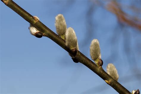 Pussy Willow Care And Growing Guide