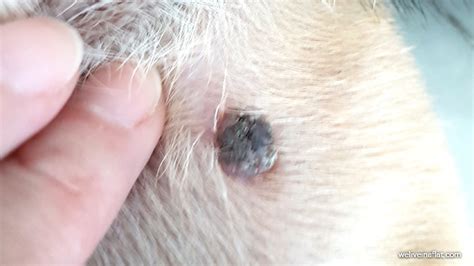 Flesh Colored Moles On Dogs