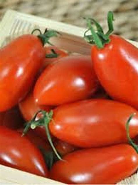 Natural Vegeteble Tomato Banana Red Seeds Organic Ukraine Etsy