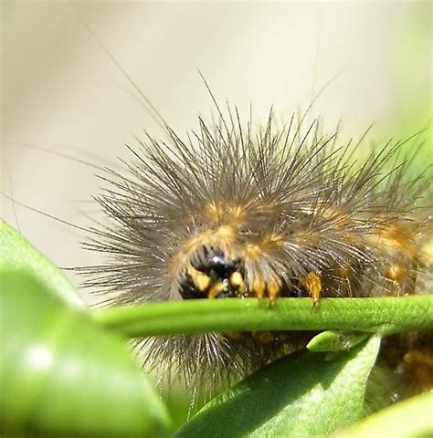 Saltmarsh Caterpillar Estigmene Acrea Bugguide Net