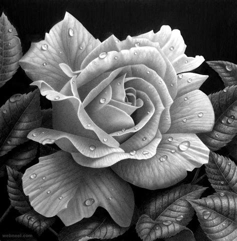 Check spelling or type a new query. 25 Beautiful Rose Drawings and Paintings for your inspiration