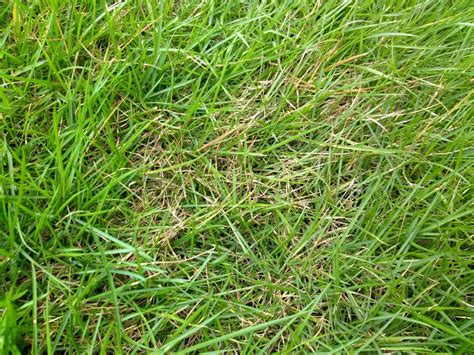 Zeon Zoysia Shade Drought Tolerant Zoysia Grass
