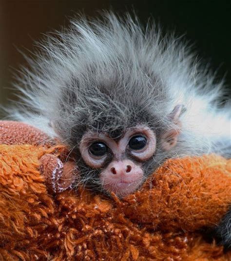 The Cutest Baby Animal Pictures Ever Taken