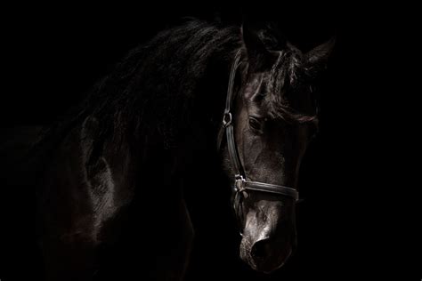 Black Horse Wallpapers Top Free Black Horse Backgrounds Wallpaperaccess