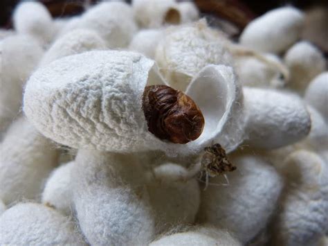 Bombyx Mori Silkworm Pupa The Minimalist Vegan