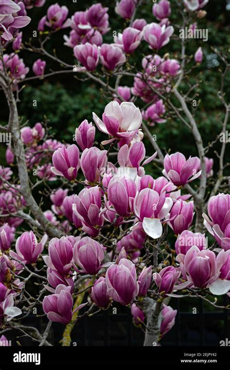 Chinese Tulip Tree Hi Res Stock Photography And Images Alamy