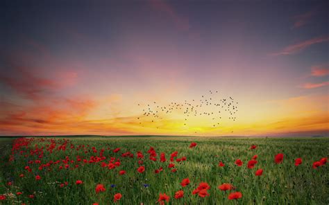 Download Wallpaper In The Poppies Field 2560x1600