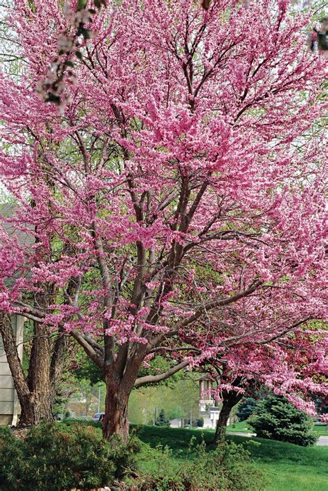 Small Flowering Trees In Florida Trees And Shrubs For Florida The