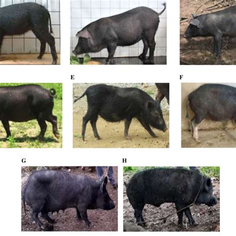 Philippine Native Pigs A Benguet Native Pig B Q Black C Markaduke