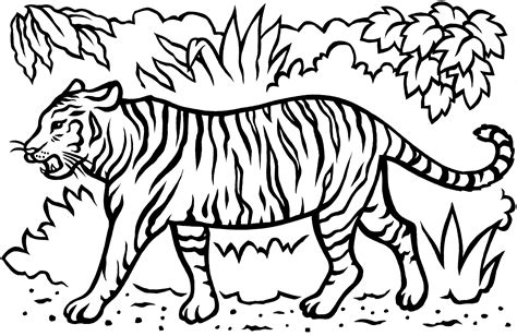 Tiger Coloring Pages Clipart Cute Drawing Taiga Colour Printable 1152