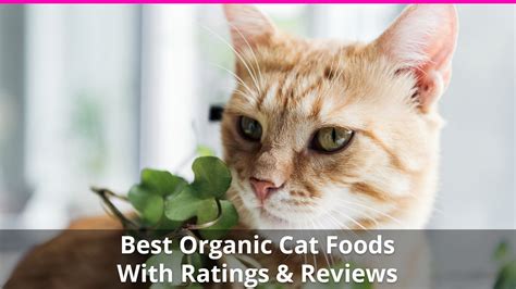 Investing in the best dry cat food brands is a good way to ensure your cat is on a good meal and diet. Best Organic Cat Food for Natural Wellness - Wet and Dry ...