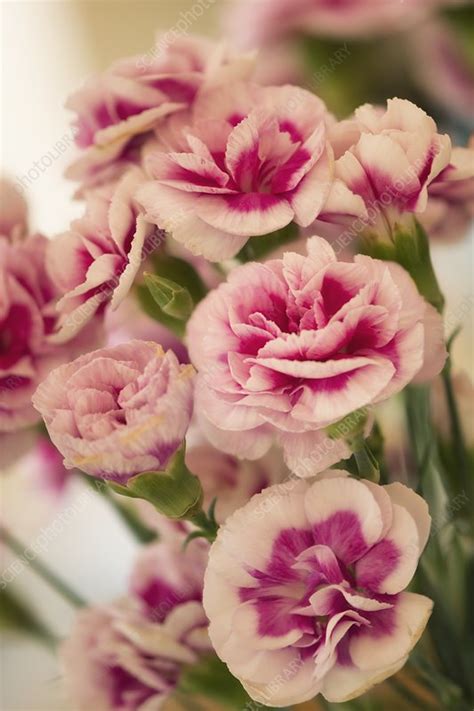 Carnations Dianthus Caryophyllus Stock Image C0480017 Science