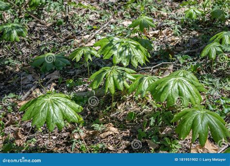 Mandrake Also Known As Mayapple Flower Stock Photo Image Of Bloom