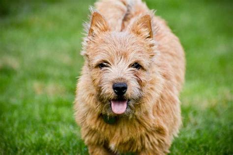 Information, care, health problems & other facts for of norwich terrier available here. Norwich Terrier | Dog Breed Facts & Advice | Mypetzilla UK