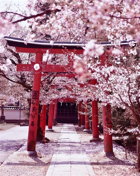 Cherry Blossom Japan Cherry Blossom Season Japanese Cherry Blossoms
