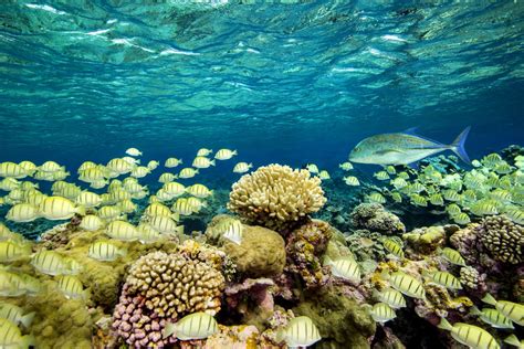 Letter To Noaa Support New Pacific Island National Marine Sanctuaries
