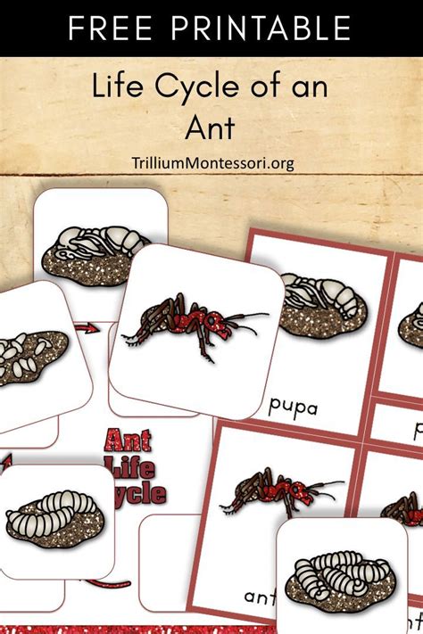 Free Printable Life Cycle Of An Ant Life Cycles Preschool Science