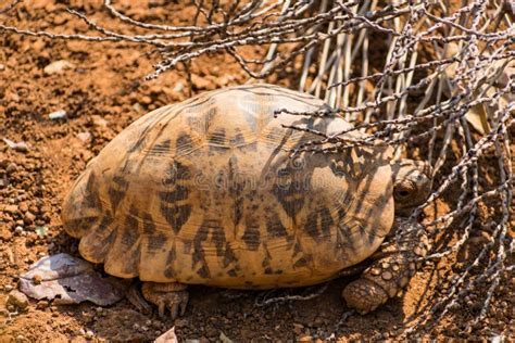 Awesome Close View Of Tortoise In Sunny Day At Indian National Park