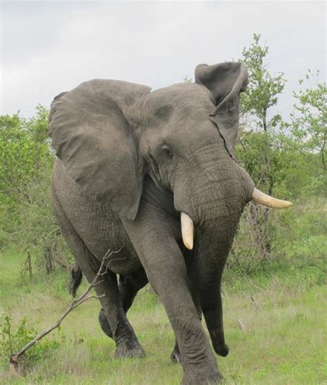 Let's learn more about these grand animals' diets. African Bush Elephant - Loxodonta africana | Elefanten ...