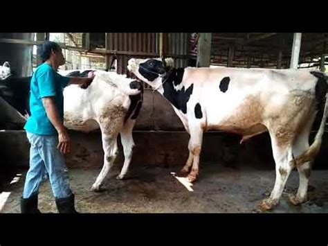 Kawin alami sapi perah - YouTube