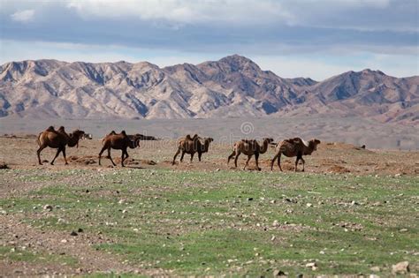 Camellos Camelus Bactrianus En La Estepa Mongoliana Imagen De Archivo