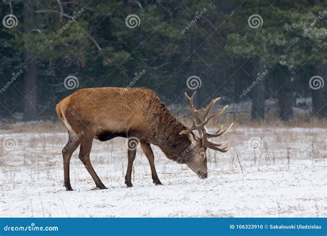Single Adult Noble Red Deer Cervidae With Big Horns On Snowy Grass