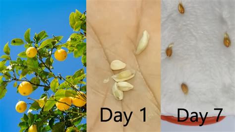 How To Grow A Lemon Tree From Seed লেবুর বীজ বের করে চারা তৈরি করার
