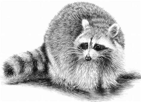 We use user sessions to make a directory under temp folder in server. 275 best images about RACCOONS- DRAWINGS AND PAINTINGS OF ...