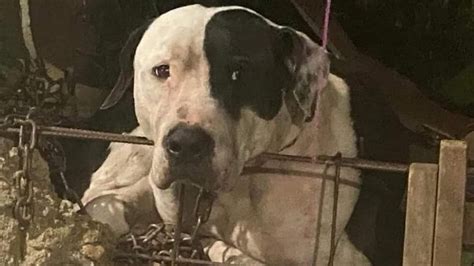 La heroica historia de Max el pitbull que pidieron fuera sacrificado tras atacar a un ladrón