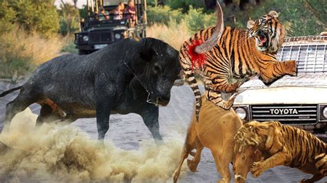 Amazing Fierce Buffalo Fights Madly And Kills Tiger To Save Their